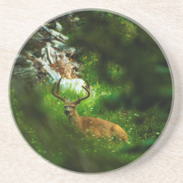 ザフォレストプリンス コースター