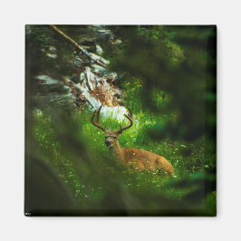 ザフォレストプリンス マグネット