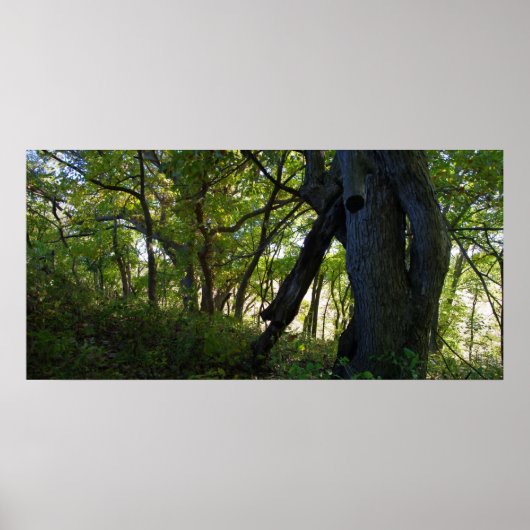 ザフォレスト ポスター (正面)