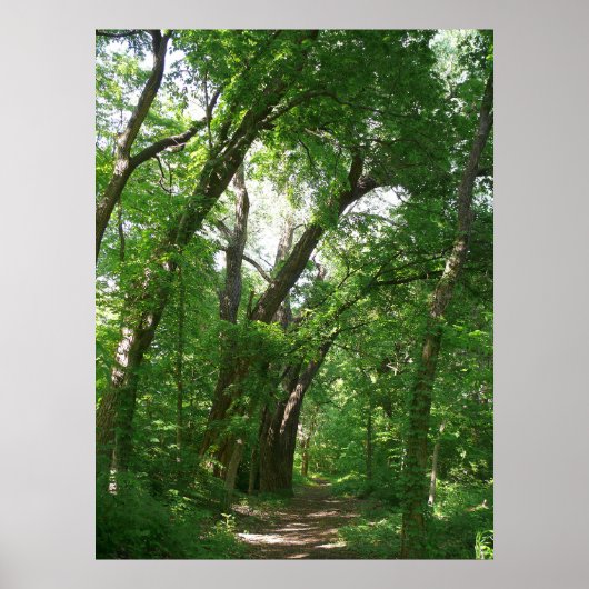 ザフォレスト ポスター (正面)