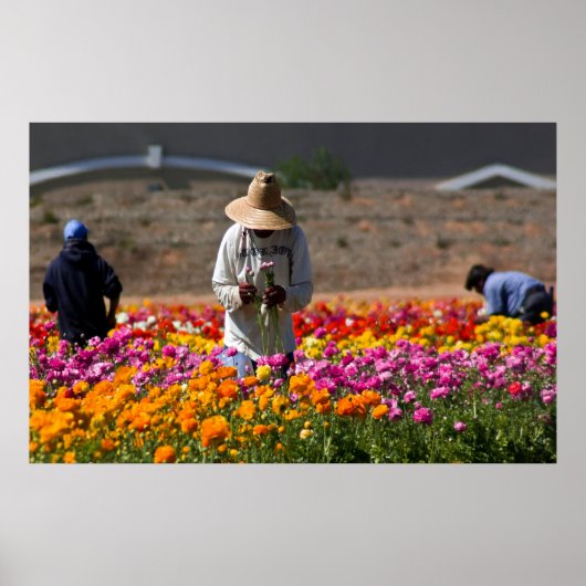 ザフラワーピッカー ポスター (正面)