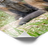 ザフリーシンカーキツネ フォトプリント            (角)