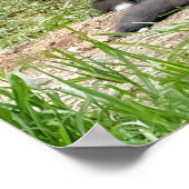 ザフリーシンカーキツネ ポスター (角)