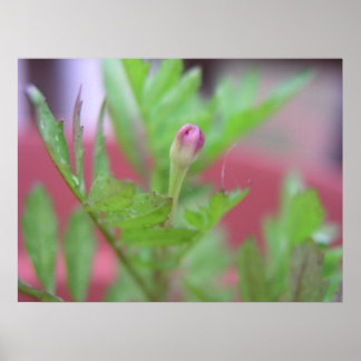 ザブド ポスター