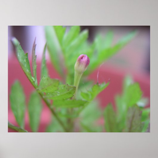 ザブド ポスター (正面)