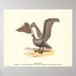 ザブラウンペリカン(Pelecanus occidentalis) NY鳥 ポスター