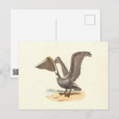 ザブラウンペリカン(Pelecanus occidentalis) NY鳥 ポストカード (正面/裏面)