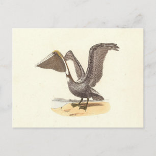 ザブラウンペリカン(Pelecanus occidentalis) NY鳥 ポストカード