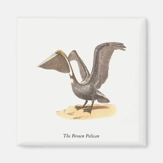 ザブラウンペリカン(Pelecanus occidentalis) NY鳥 マグネット (正面)