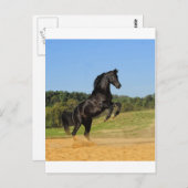 ザブラックスタリオン ポストカード (正面/裏面)