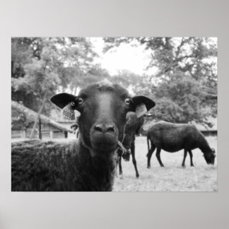 ザブラックヒツジ ポスター