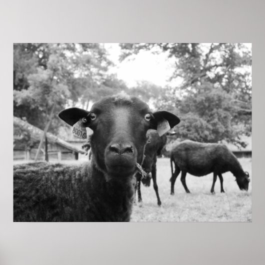 ザブラックヒツジ ポスター (正面)