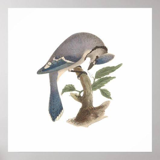 ザブルージェイ（ガルールの批判状況） ポスター (正面)