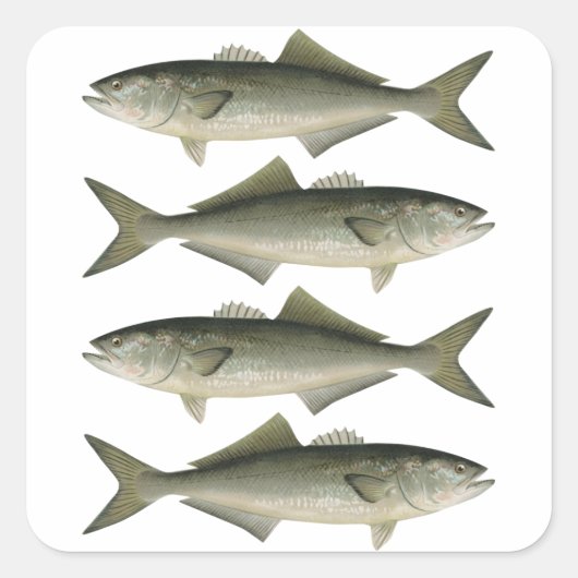 ザブルーフィッシュ魚釣りアドベンチャー スクエアシール (正面)