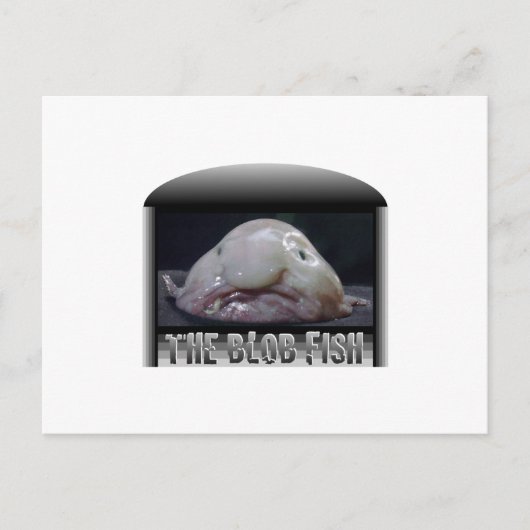 ザブロブ魚 ポストカード (正面)