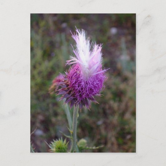 ザプリックリーパンク ポストカード (正面)