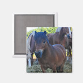 ザヘルドマスターマガネ マグネット (正面/裏面)