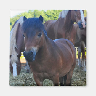 ザヘルドマスターマガネ マグネット