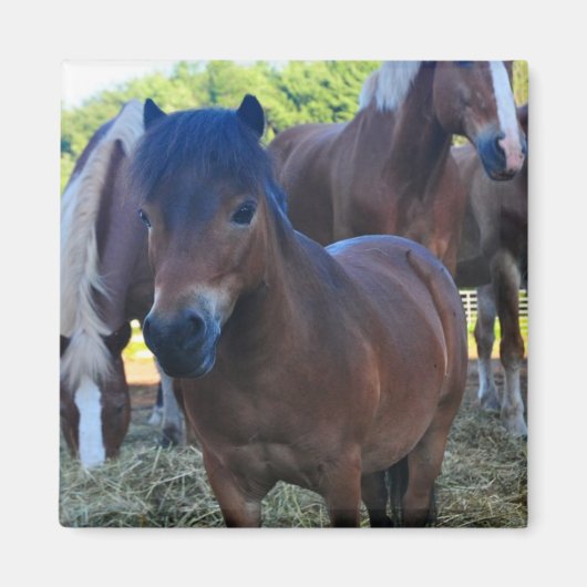 ザヘルドマスターマガネ マグネット (正面)