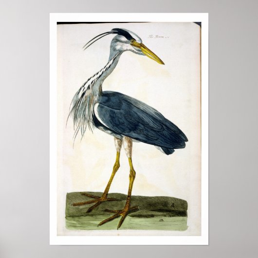 ザヘロン(Ardea cinerea)プレート（イギリス） ポスター (正面)