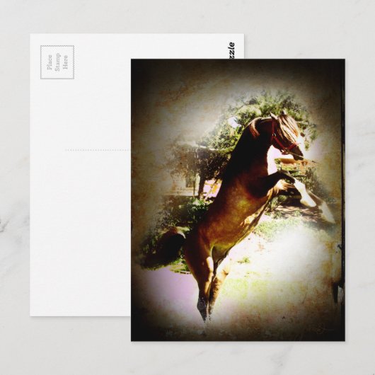 ザベイ子馬 ポストカード (正面/裏面)