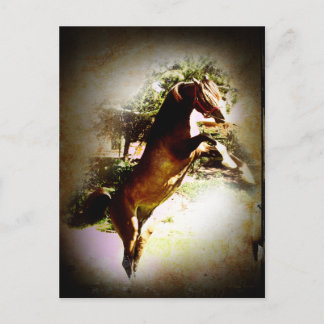 ザベイ子馬 ポストカード