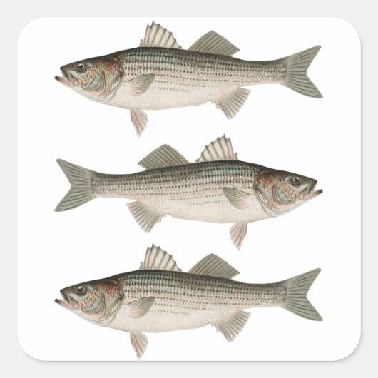 ザベースストライプの魚釣りアドベンチャー スクエアシール (正面)