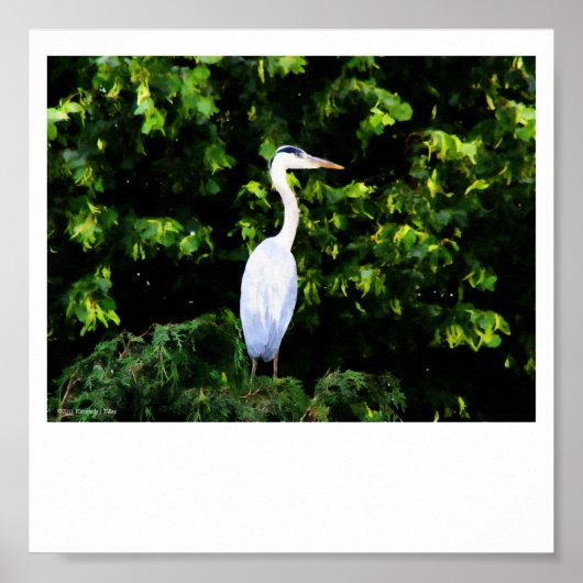 ザホワイトバードプリント ポスター (正面)