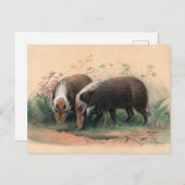 ザボス – バークバイジョセフウルフ ポストカード (正面/裏面)