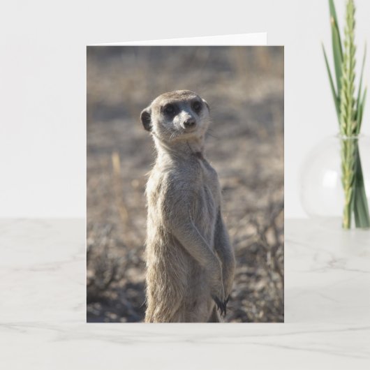 ザポッド第12誕生日カード5 カード (正面)