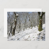 ザマクレスフィールドフォレストウィンターカード ポストカード (正面/裏面)