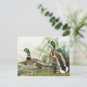 ザマラードアヒル絵を描オドゥボンズ ポストカード (スタンド正面)