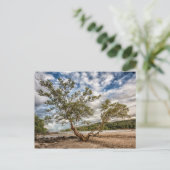 ザマングローブの木 ポストカード (スタンド正面)