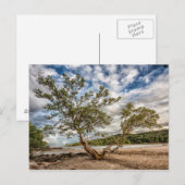 ザマングローブの木 ポストカード (正面/裏面)