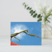 ザマンティス ポストカード (スタンド正面)