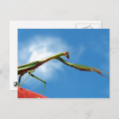 ザマンティス ポストカード (正面/裏面)