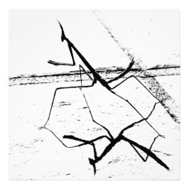 ザマンテ考えィス フォトプリント           