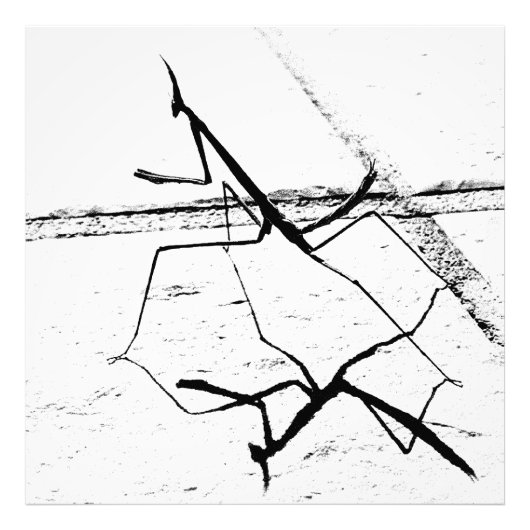 ザマンテ考えィス フォトプリント            (正面)