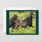 ザマールズポストカード ポストカード (正面/裏面)