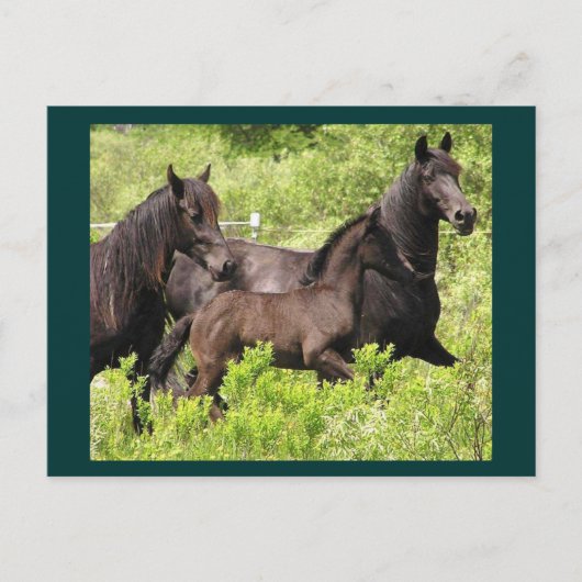 ザマールズポストカード ポストカード (正面)