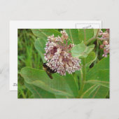 ザミルクウィードののまわりに ポストカード (正面/裏面)