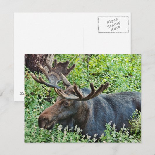 ザムース ポストカード (正面/裏面)