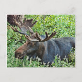 ザムース ポストカード (正面)