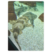 ザメのぐらつき クリップボード (裏面)