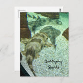 ザメのぐらつき ポストカード (正面/裏面)