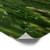 ザメドウ ポスター (角)