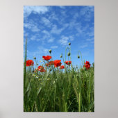 ザメドウ ポスター (正面)