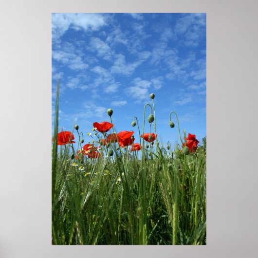 ザメドウ ポスター (正面)