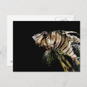 ザライオンフィッシュ ポストカード (正面/裏面)