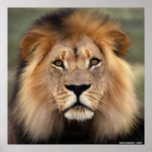 ザライオン ポスター (正面)